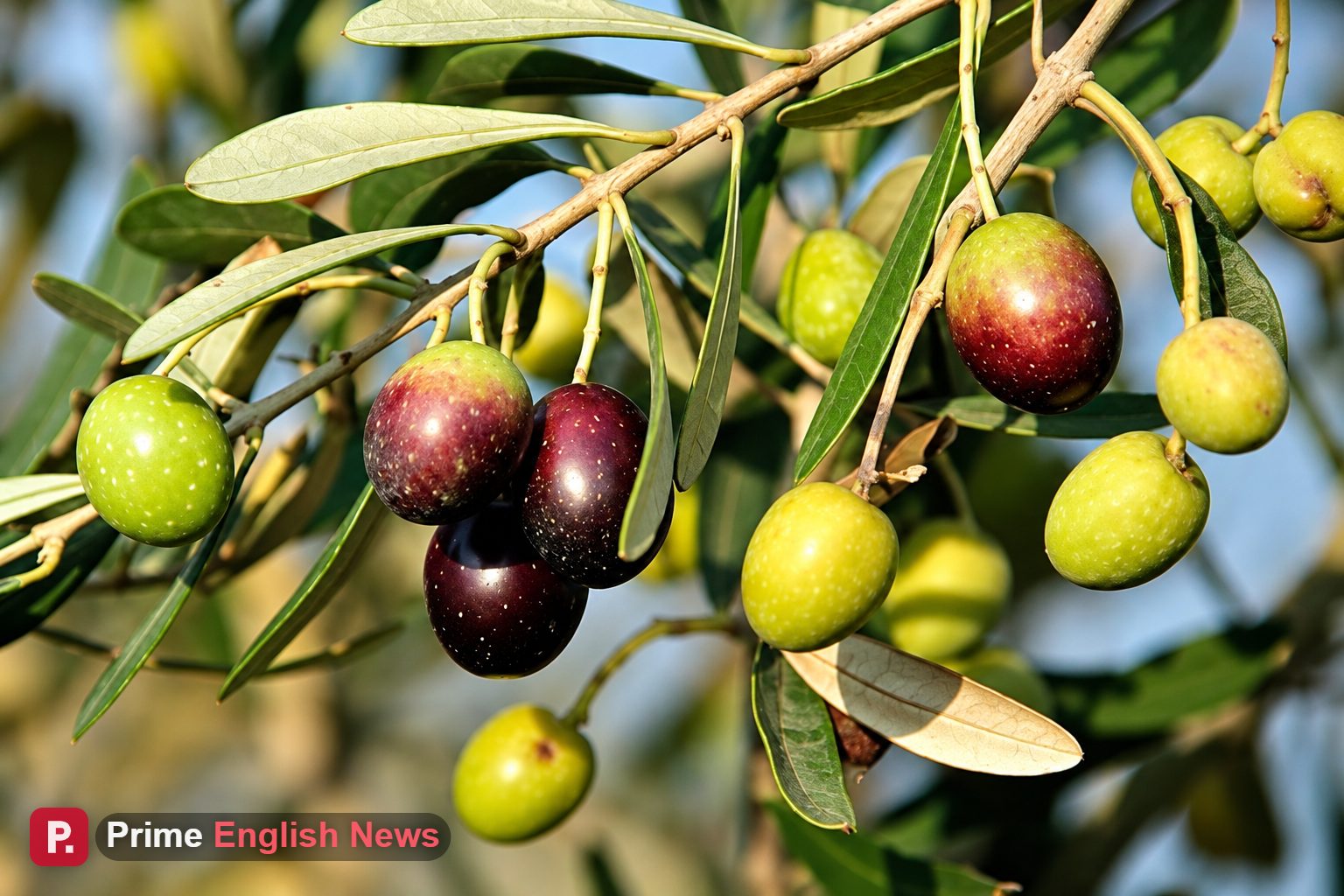 South Waziristan Olive Growers Face Losses as Government Oil Extraction Machine Falters